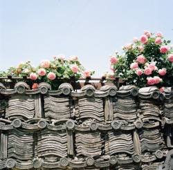 yobaretetobidete:  Rose and tiles (by tyosshiman)