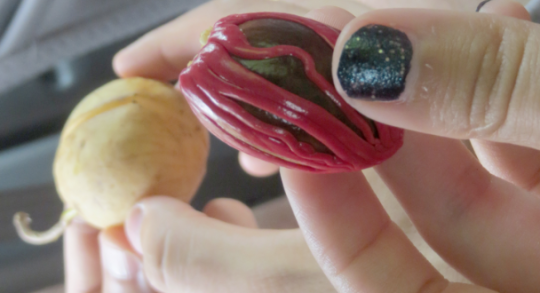 draconym: glumshoe:  Today I got curious about nutmeg and wound up learning something I never would have expected: it looks Incredibly Cursed™️ when raw! The outside fruit is normal enough, but the nutmeg seed itself is encased in this strange scarlet