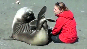 Porn sizvideos:  Seal befriends woman sitting photos