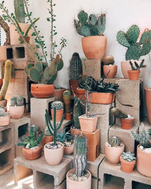 plantinghuman:  Cactus store in Echo Park, LA