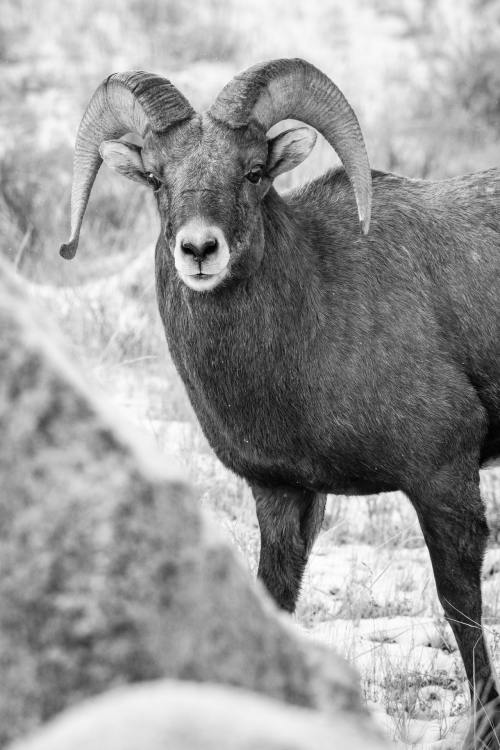 Bighorn sheep at the National Elk Refuge, Wyoming. November, 2020.