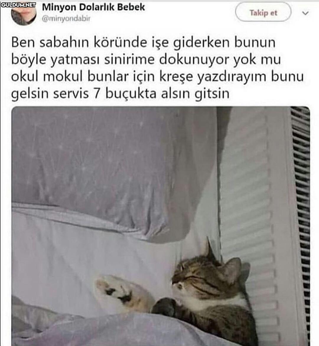 Hayat kedilere güzel 7/24...