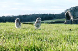 Animal Gifs - Daily!