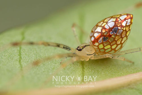 asylum-art: These Spiders Look Like They’re Covered In Mirrors This isn’t a stained-glas