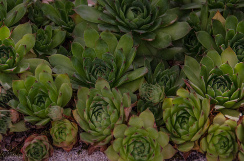 Sempervivum Succulent / Hen and ChicksMontlouis-sur-Loire, Indre-et-Loire, France, 2018 by Jolene Co