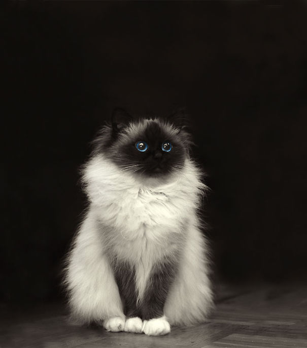 princessbabyshay:  foxi-nati:  pencandy:  boredpanda:    20+ Of The Fluffiest Cats