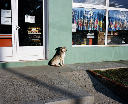 tripppmag: Photographer Dave Kent captures the street dogs of Patagonia as he trips across the South