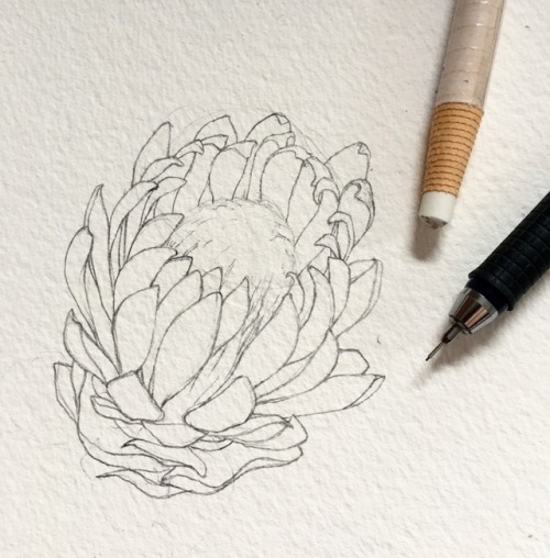 protea pattern Tumblr