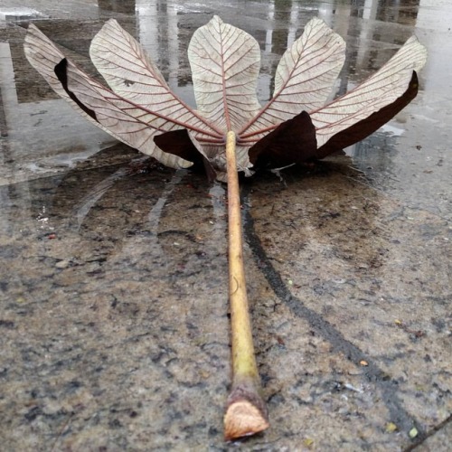 Natureza morta ou folha de embauba. #brasil #saopaulocity #SP #fmusp #leaf #folha #texture #textura 