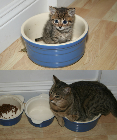 catsbeaversandducks:Cats Recreate Photos From Their Kittenhood(photos via  the dodo)