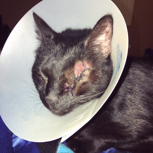 corporation-cats:goo.gl/WzkR63This is Charlie, she has cancer and even after her eye being r