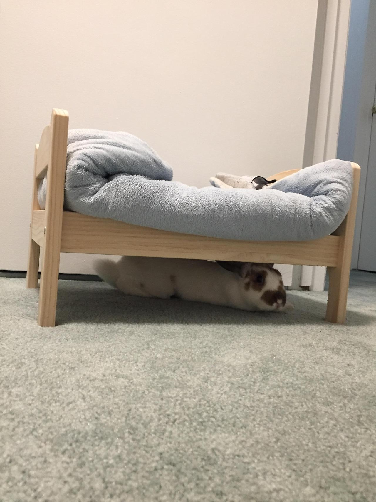 awwww-cute:  I bought her a bed because she always went under my bed (Source: http://ift.tt/2wBRyQ8)