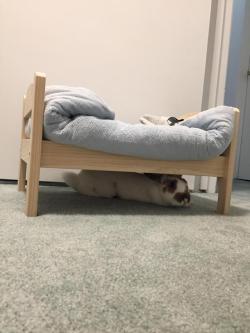 awwww-cute:  I bought her a bed because she