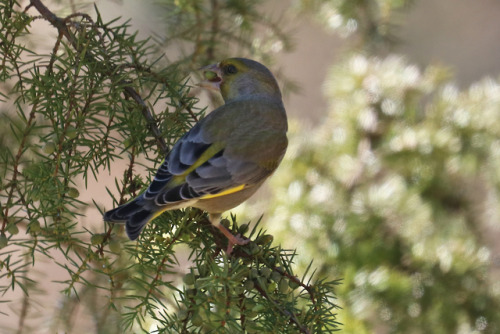 A Green finch/grönfink eating berries off a juniper.