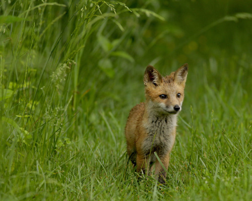 Red Fox Pup by Joe Kelly