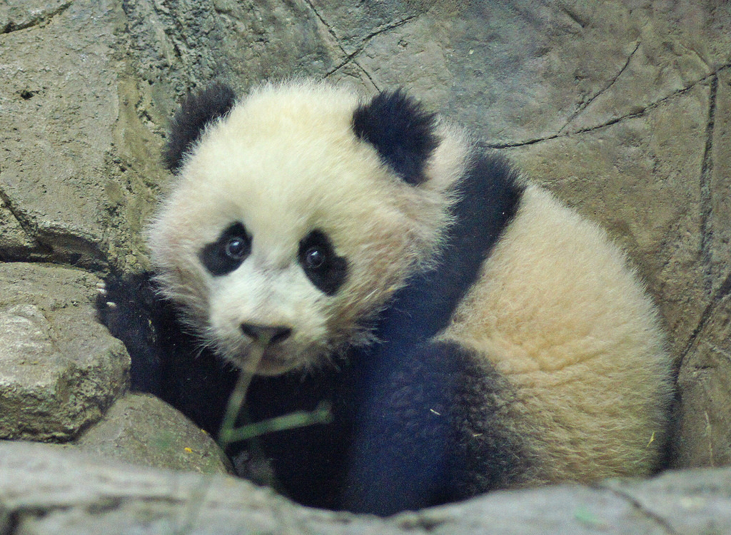 giantpandaphotos:  Bao Bao at the National Zoo in Washington D.C. on February 4,