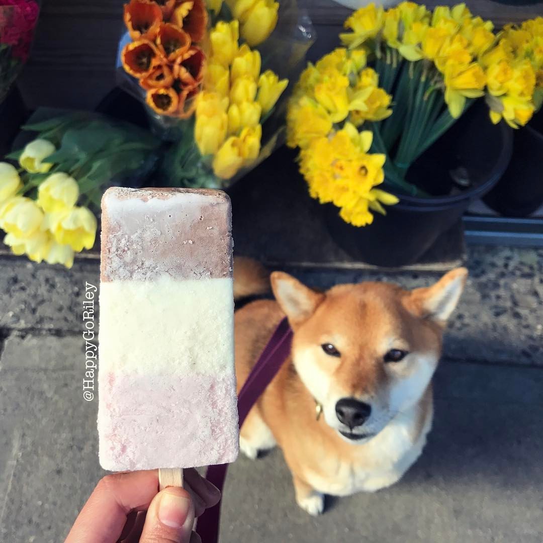 Almost 70 degrees means @lanewyorkina paleta time!!🍦🐾☀️ #eatingfortheinsta #springishere #icecreamweather #iscreamforicecream #lanewyorkina #shiba #sheebs #shibasofinstagram #doge #dogsofnyc #dogoftheday #happygoriley #柴犬 #instashiba #inu #개스타그램...