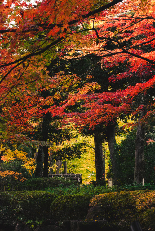 nf-photo: © 2016 Nozomu F. Otagro Park, Suginami, Tokyo, on 25th Nov. 2016. Flickr Facebook pag