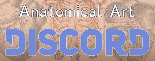 anatomicalart:Great news everyone, AnatomicalArt now has a Discord serve! Our server is a creative e