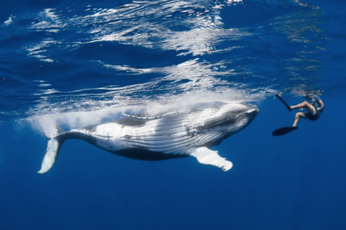 nubbsgalore: swimming with (and photographing) humpbacks whales. as one photographer, who has been s