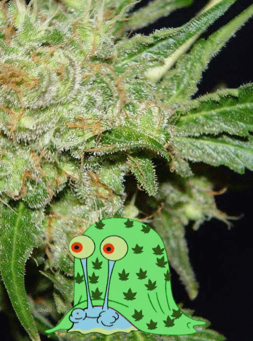 mundo-de-incoherencias-perdidas:  the-stoners-blog:  Follow » The-Stoners-Blog «Then,