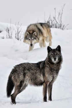 The wolf exerts a powerful influence on the