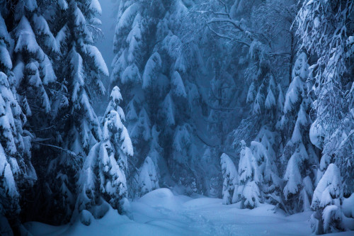 expressions-of-nature:Grua, Oppland Fylke,