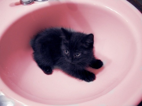 Cheer Up Post #4385 - Black Kittens Edition