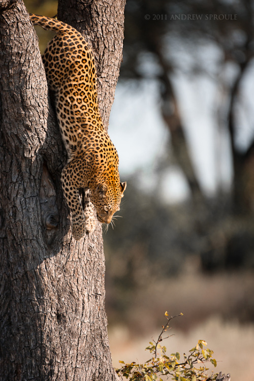 big-catsss:  Female Leopard Hunting by Andrew Sproule 