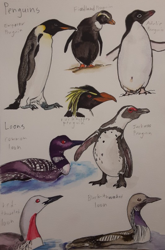 I've Been Drawing Birds