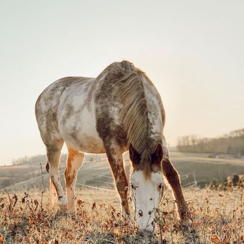 Paint horse at River Bend Horse Ranch.