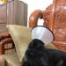 otterize:catasters:n-nefertiti??!