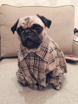 Healthycutedogpuppieslivelonger:  Healthycutedogpuppieslivelonger:  Homerjaypug: