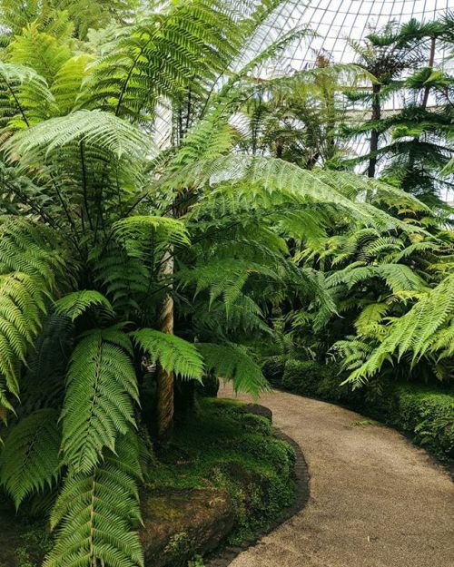 Where’s your favorite place you’ve ever been, and why? ~ #glasgowbotanicgardens #thisiss