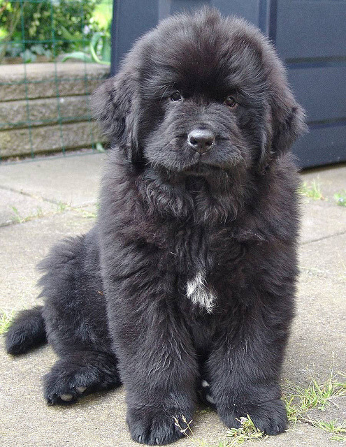 8 week old newfoundland puppy