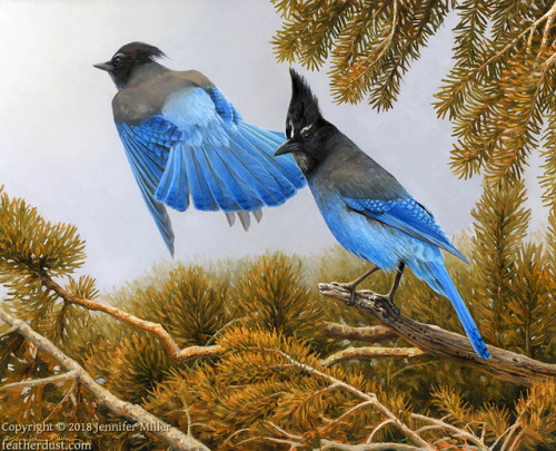 &ldquo;Conifer Consort&rdquo;, Steller&rsquo;s Jays. 11x14 oil. Based on an experience I had a few y