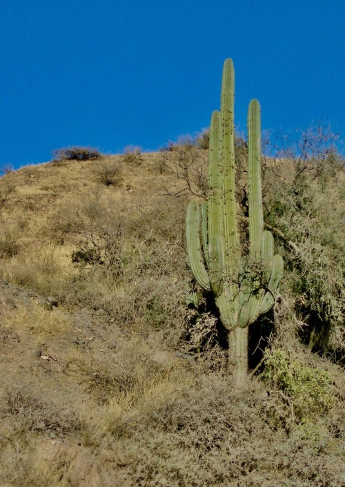 Un solo cardón, cara oriental de los Andes, Salta, 2007.