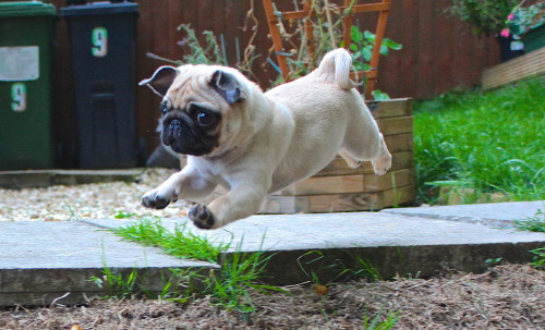 Hover pug!