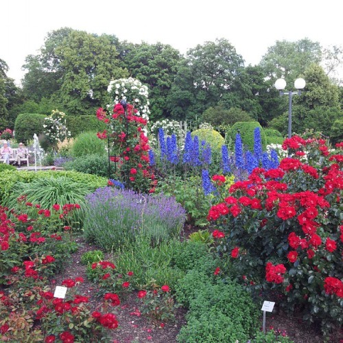 It's So Hard To Capture The Beauty Of The #rosegarden In #Westfalenpark #Dortmund 27.6.15 #latergram