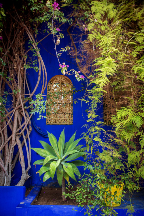 shevyvision:  the famous majorelle blue of the majorelle gardens of marrakech this is morocco! 