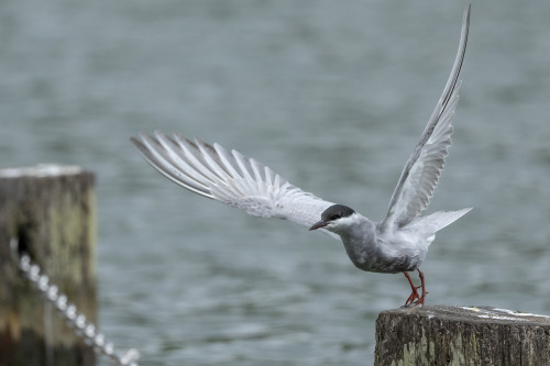 クロハラアジサシ(Whiskered Tern)