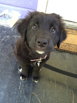 amazingcacti:  awwww-cute:  Dear Reddit: Meet my new puppy, Moose  HI MOOOOSE   C'mere Moose&hellip; We&rsquo;ve got some snuggles and play time to catch up on! My lord that little face!