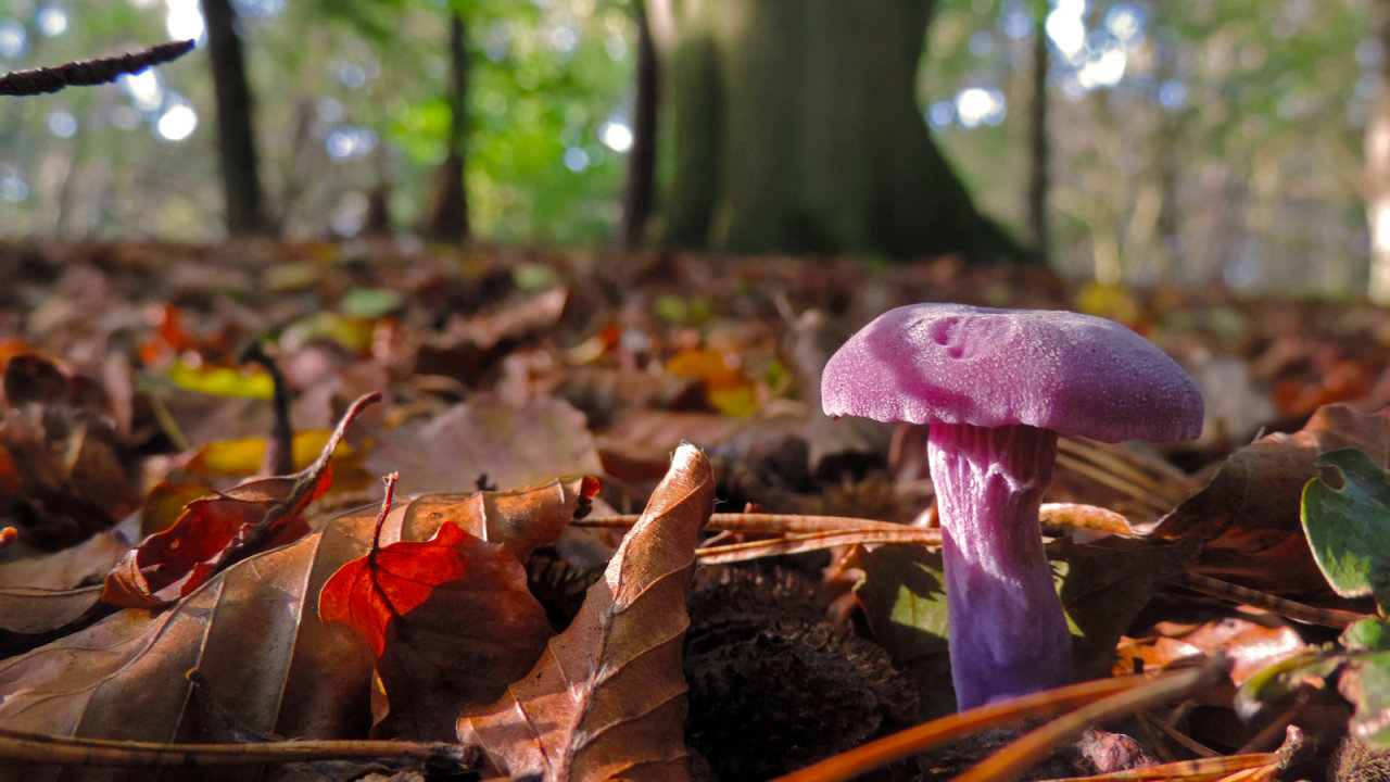 dehanginggarden:  Mr. Purple by Boby3000 