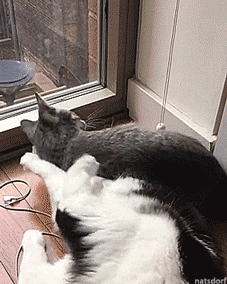 tastefullyoffensive:  “Dafuq, bro?” [full video]