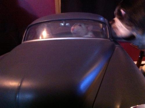 blueshadow34:  livelify:  mattsmithpaw:  mattsmithpaw:  iM LAUGHING LIKE A MANIAC MY RAT JUST WENT INSIDE MY BROTHER’S TOY CAR AND SAT IN THE FRONT SEAT    AM I SUPPOSE TO LAUGH AT THE RAT OR THE DOG  YOU PETS ARE ACTING OUT A SCENE FROM JURASSIC PARK