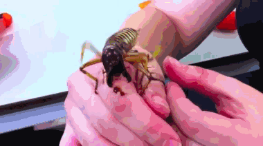 bogleech:  congenitaldisease:  The Weta is one of the largest and heaviest insects in the world. The