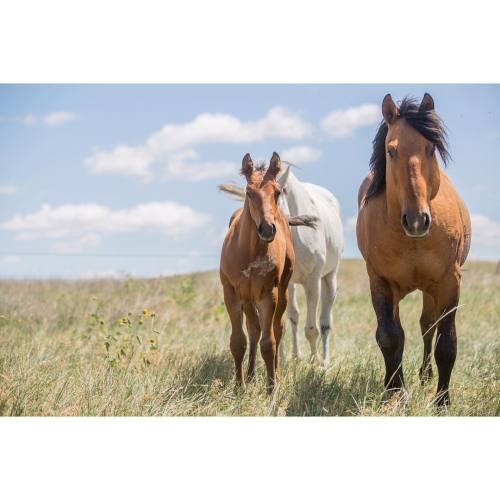 thesdcowgirl: @thedxranch herd sire, WDX Nukem and his 2015 colt, DX Nuklear Ironman (Tony). #canon5