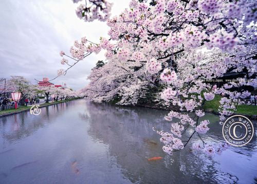 Koi under the sakura. (Hirosaki Japan). 