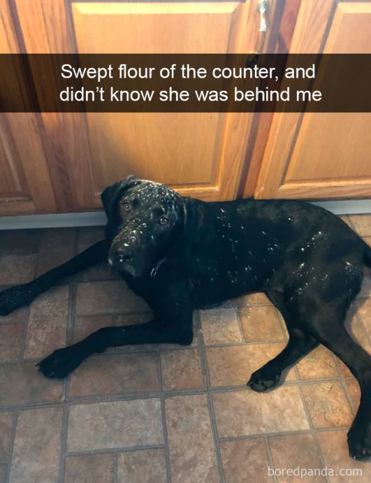 More dog snaps (via)