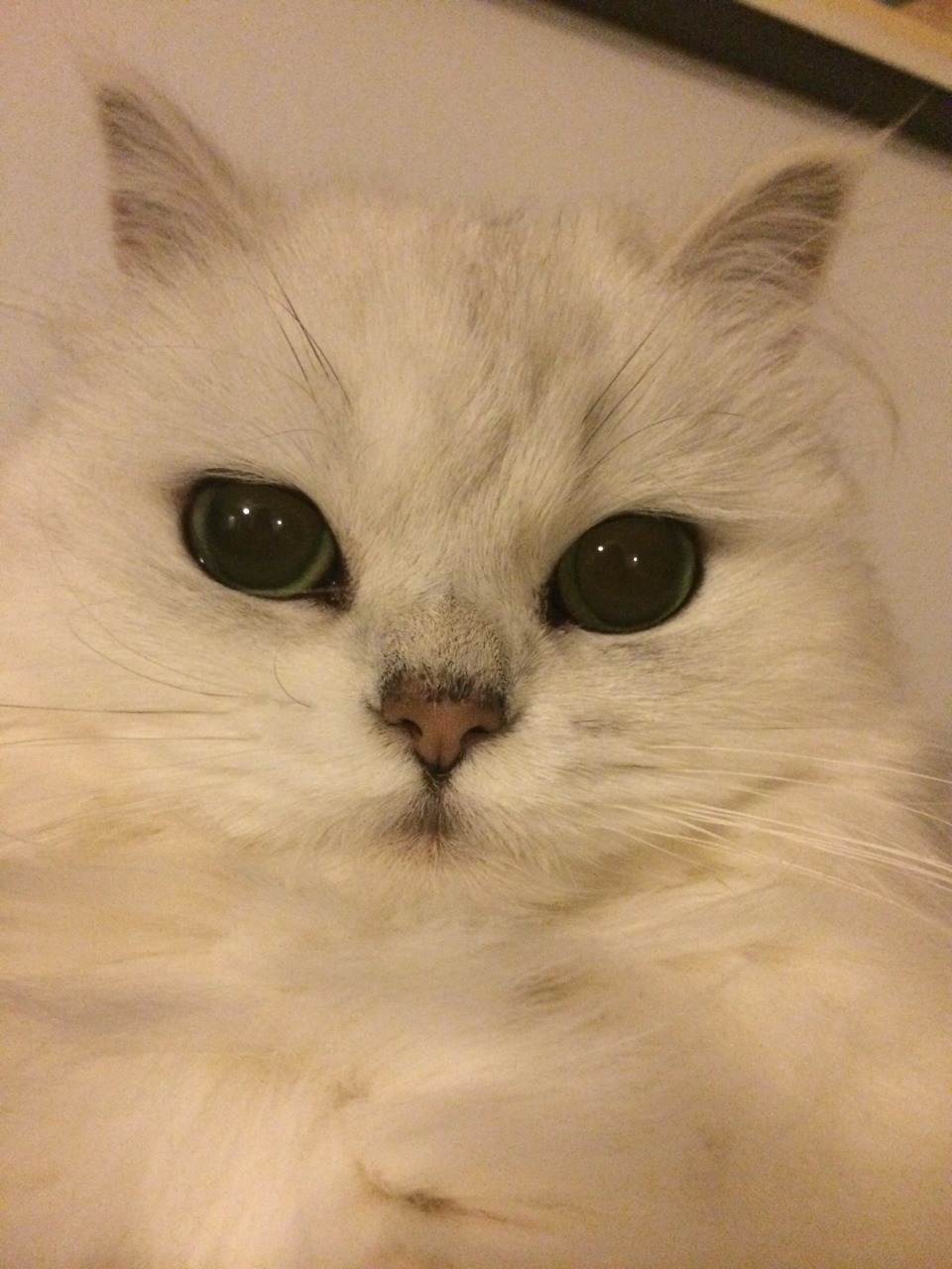 ✨